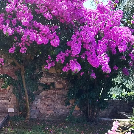 Miralunga Rossa *