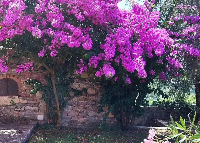 Miralunga Rossa *